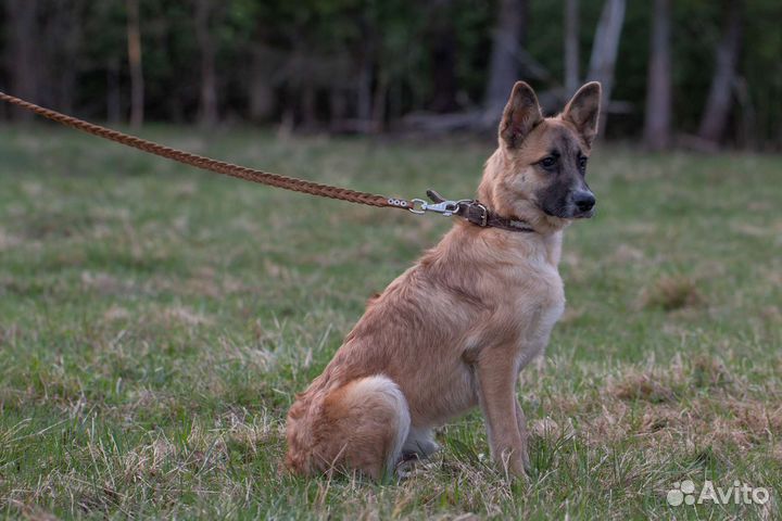 Щенок Брюс.Такой юный,а уже преданный своей семьей