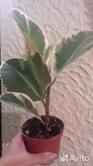 Фикус,пахистахис,кроссандра,брейнии