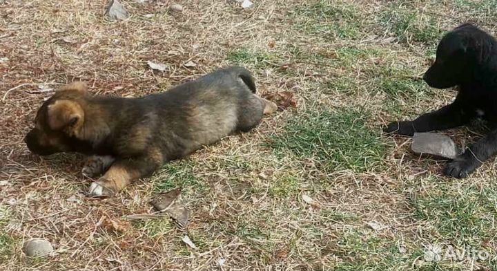 Отдам в добрые руки