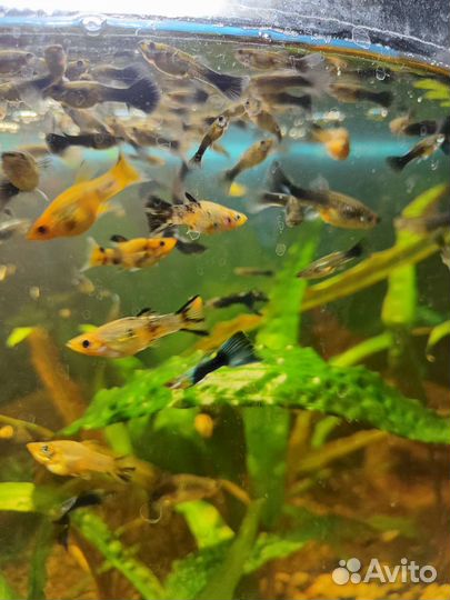Мальки Гуппи
