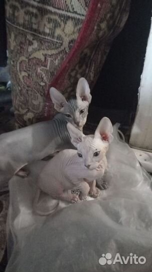 Канадский сфинкс котенок