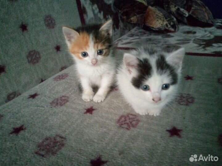 Котята