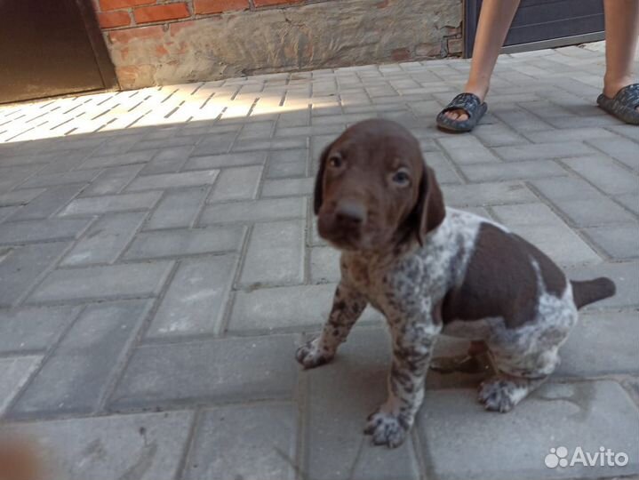 Щенки курцхаара