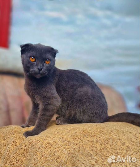 Шотландец с космическими глазами котенок ищет дом