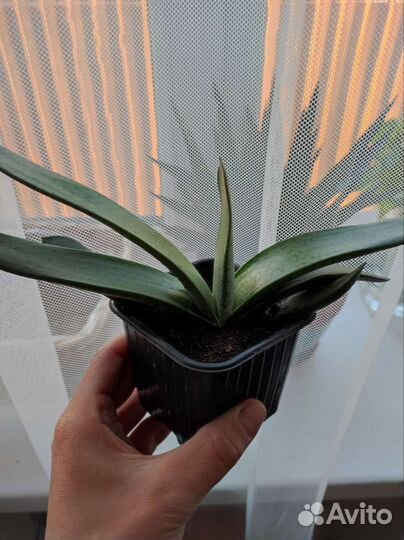 Суккуленты, цветы комнатные