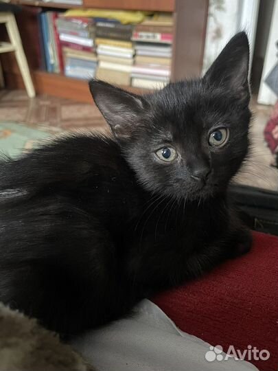 Кошки в добрые руки