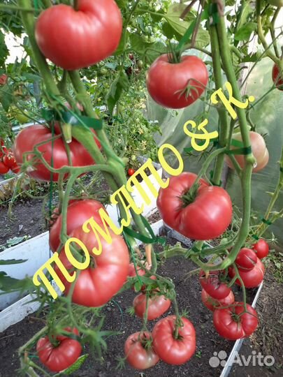 Семена коллекционных томатов