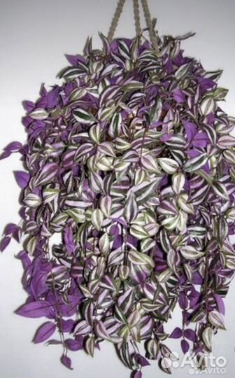 Домашние цветы