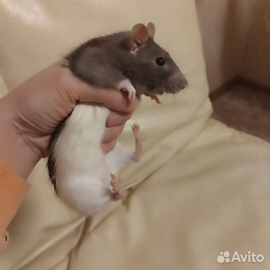 Крыса дамбо с клеткой