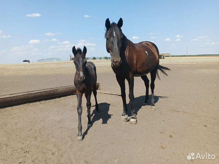 Кобыла с жеребенком