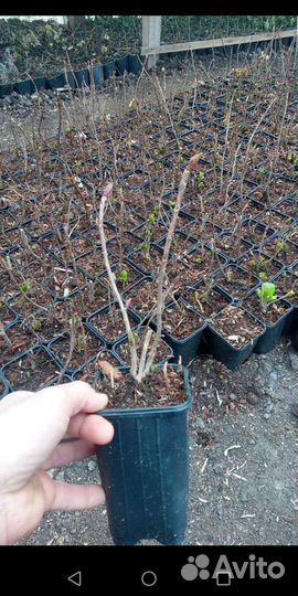 Гортензия крупнолистная