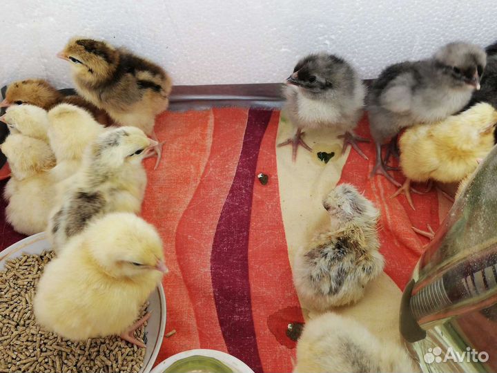 Цыплята курочки петушки