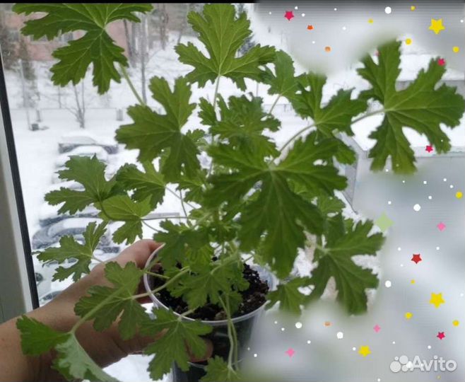 Пеларгония душистая