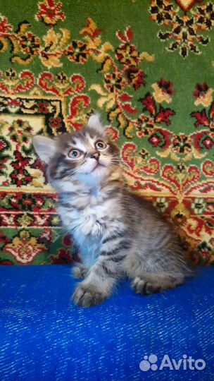 Отдам котят