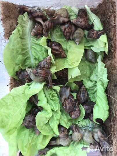 Улитята ахатины