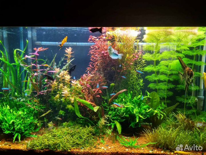 Сайдекс (альгицид на основе глутарового альдегида)