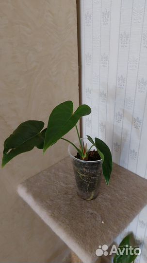 Антуриум красный