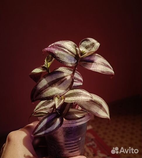 Строманта триколор, традесканция, хойя