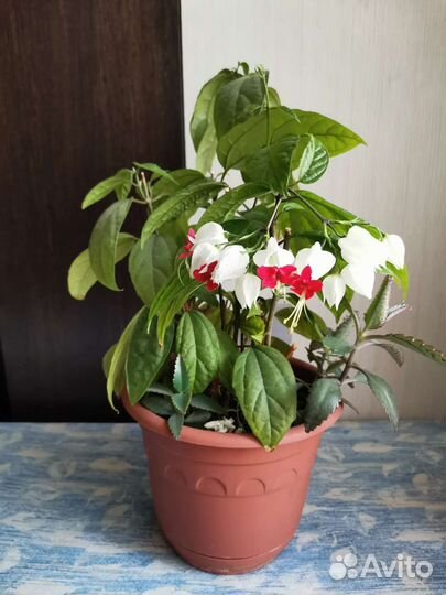 Клеродендрум томпсон