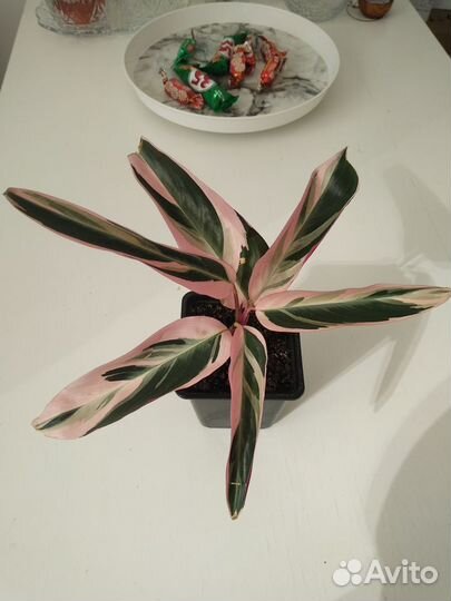 Строманта, Ктенанта