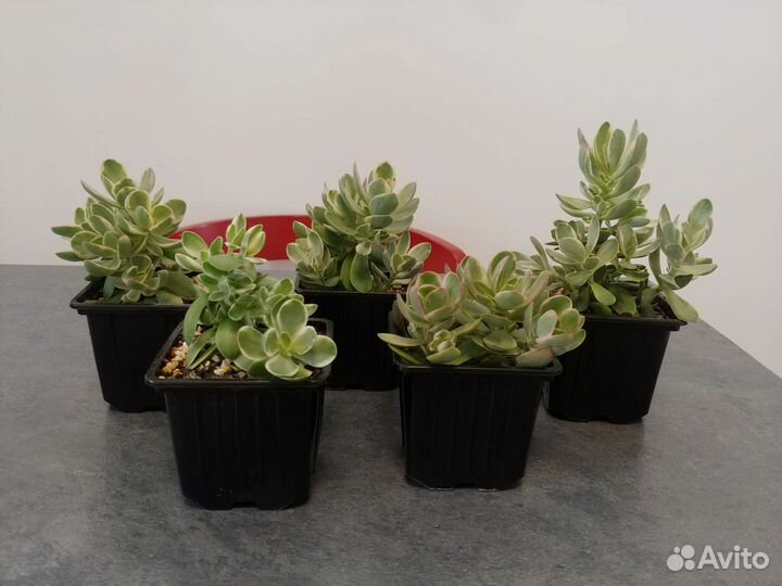 Crassula swaziensis 'Variegata