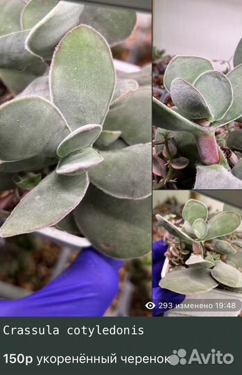 Крассулы Редкие Суккуленты часть 1