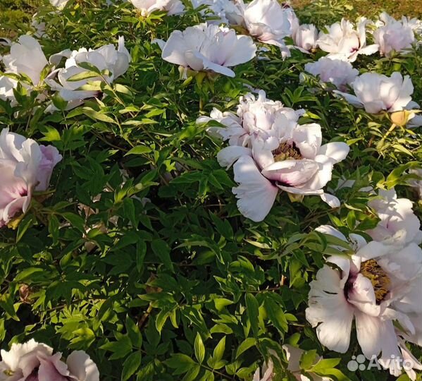 Пион древовидный, Синий сапфир