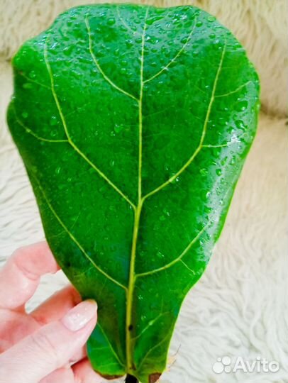 Фикус лирата калумнарис