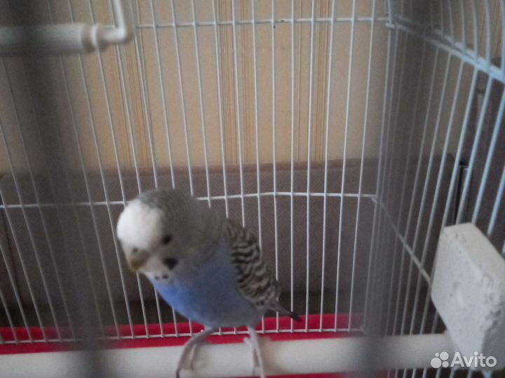 Волнистый попугай