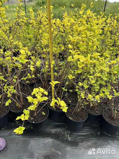 Саженцы пузыреплодника