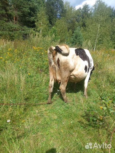 Корова дойная с теленком