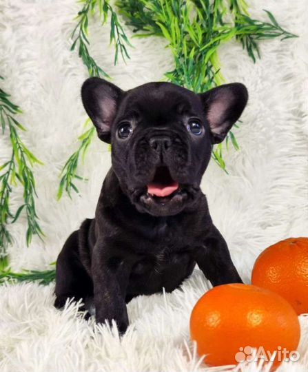 Французский бульдог чёрные щенки