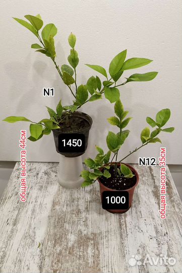 Лимон сорт Мейер, корнесобственный, удобрение