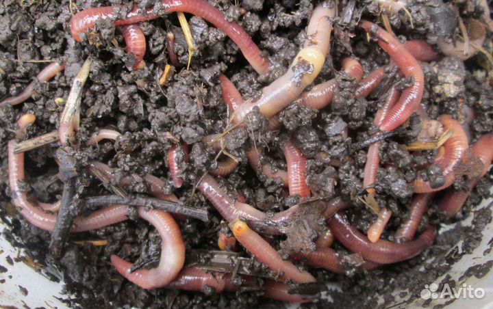 Калифорнийский червь