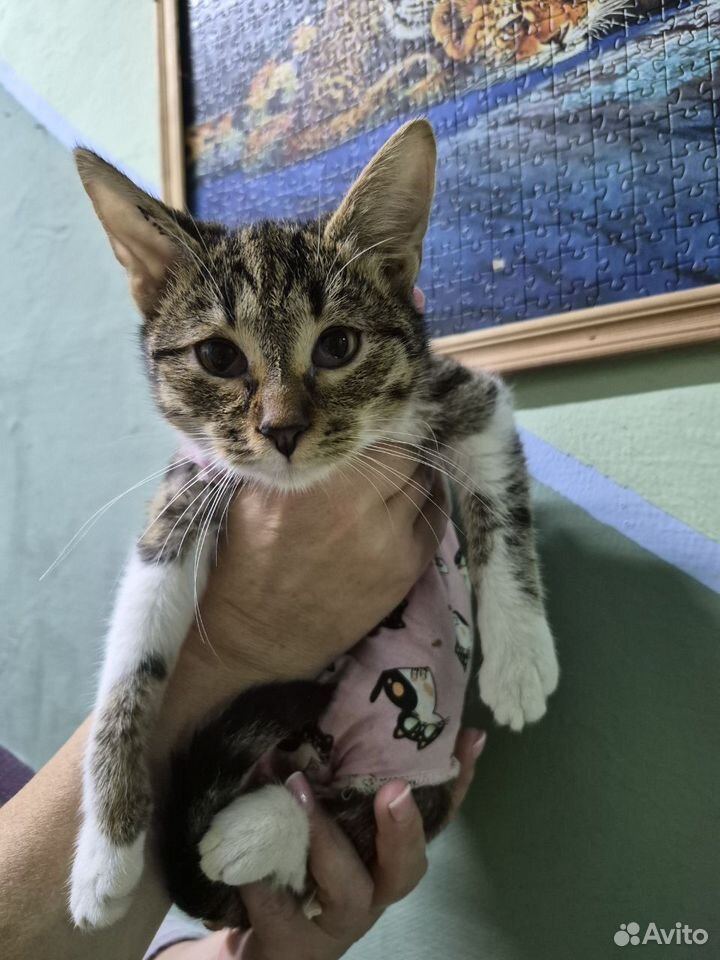 Котёнок в добрые руки, Нижний Новгород