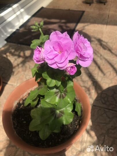 Королевские и плющелистные пеларгонии