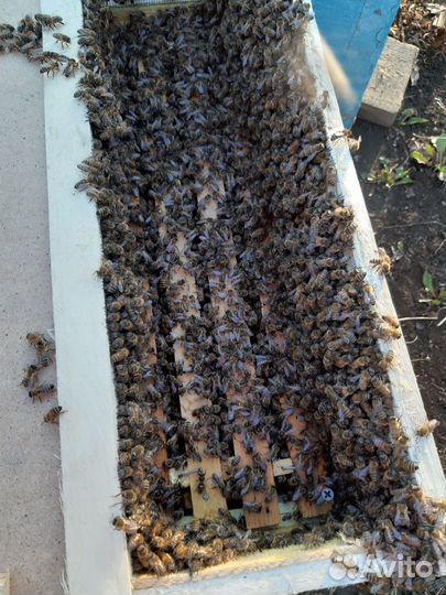 Мед от пчеловода пчелы пчелопакеты матки ульи