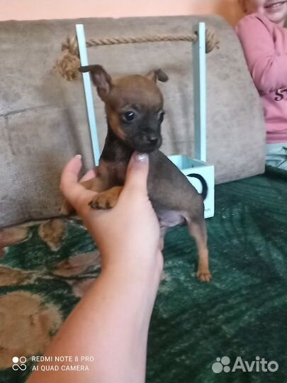 Мини той-терьер