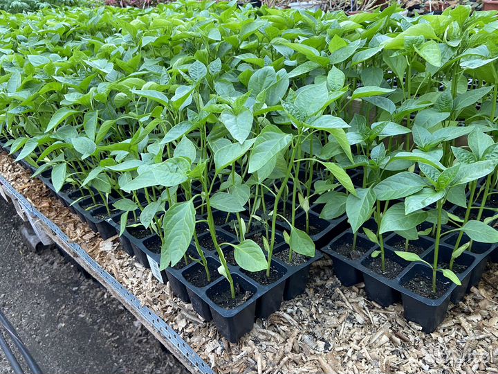 Рассада перца