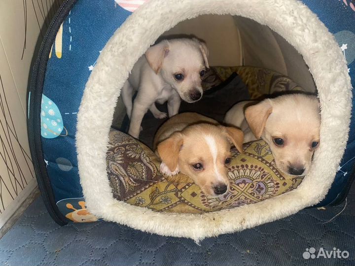 Щенки тойтерьера