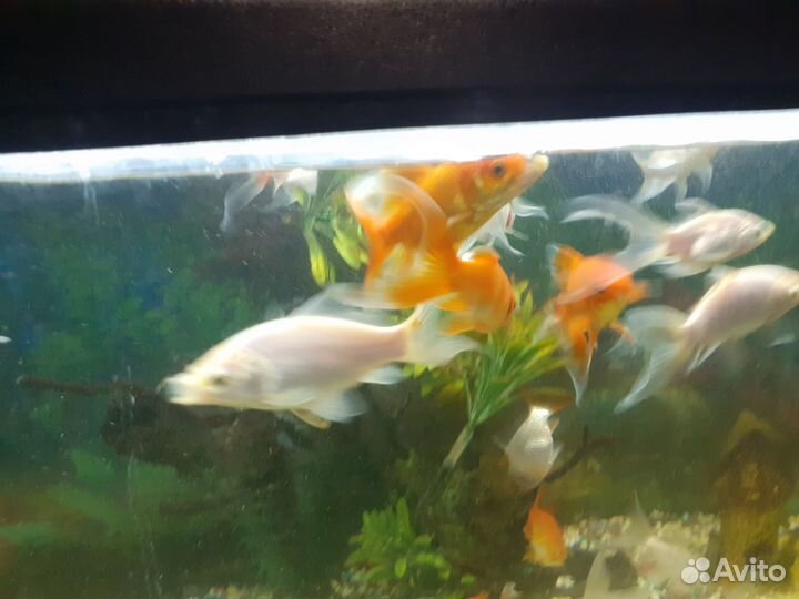 Рыбки камета, цихлиды