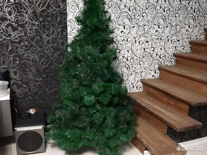 Ель пушистая