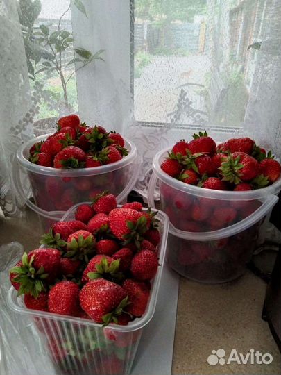 Годовалые саженцы Азия Лорд