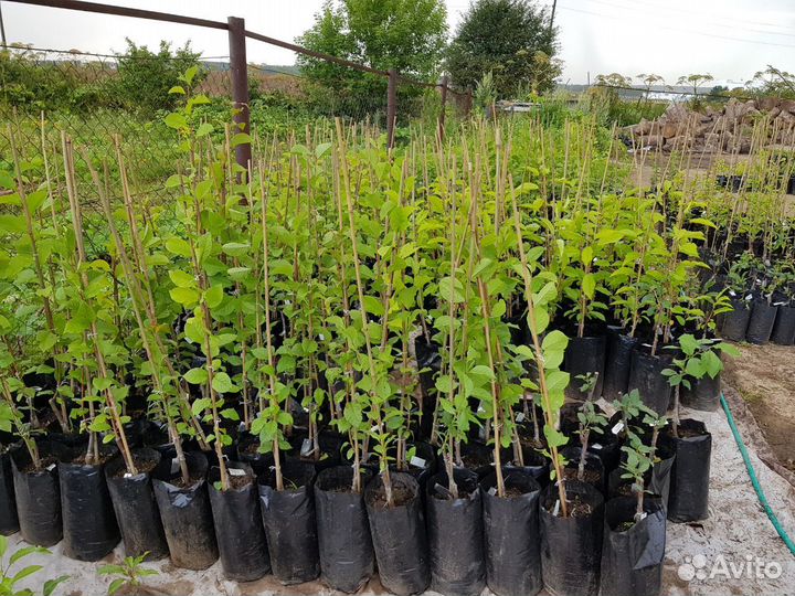 Плодовые декоративные деревья