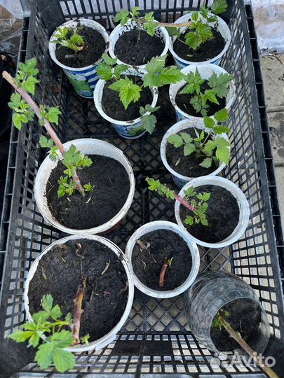 Растения для сада