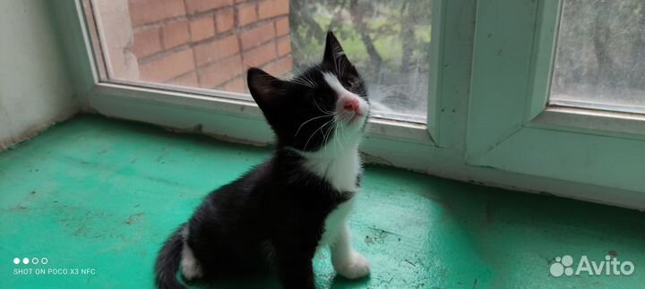 Котик 1 годик