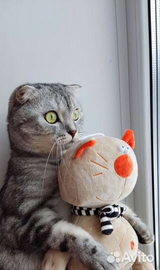 Отдам котика в добрые руки)