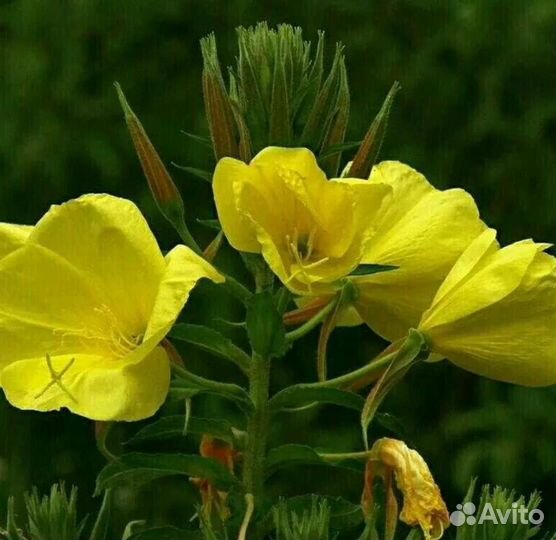 Рассада Энотера (Ночная свеча)