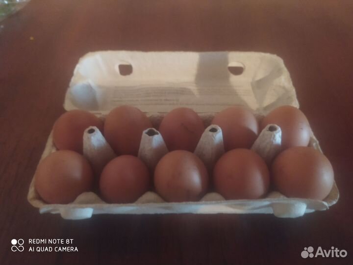 Домашние куриные яйца