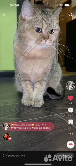 Британская кошка в дар